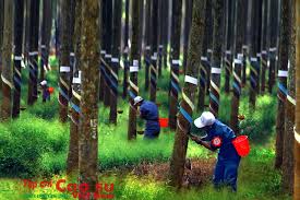 Giá cao su thiên nhiên trong nước tăng mạnh